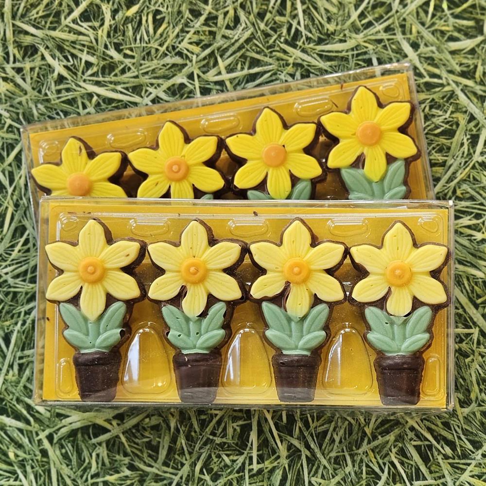 Chocolate Daffodils